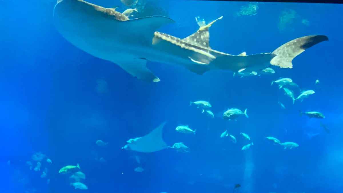 美ら海水族館ジンベイザメ